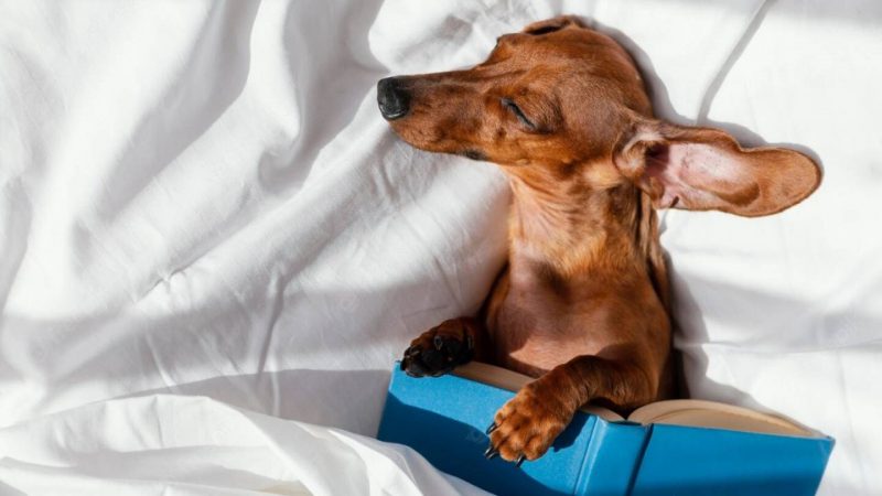 Cómo enseñar a un perro de dormir en su cama