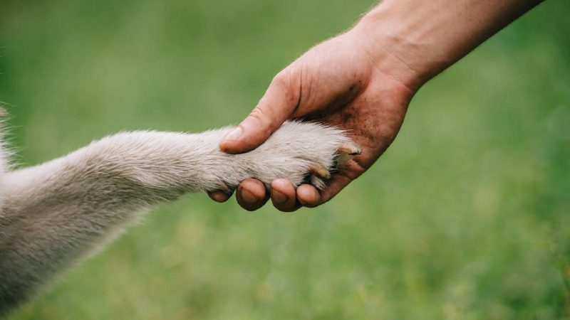 Cómo enseñar a tu perro a dar la pata desde cachorro
