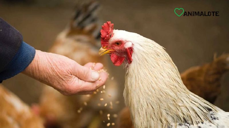 Guía completa sobre la alimentación de las gallinas. Qué comen y buenas prácticas de alimentación
