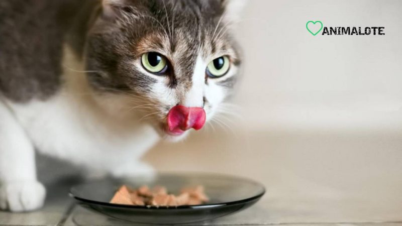 Todo lo que debes saber sobre las mejores comidas húmedas para gatos