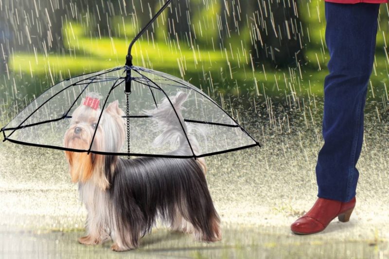 El paraguas para perro que tu peludo ha estado esperando.