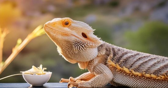 Descubre cómo alimentar a las pogonas y que tipo de alimentos debe tener un dragón barbudo.