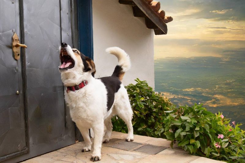 Un perro está ladrando cuando su dueño se va de casa para ir al trabajo.