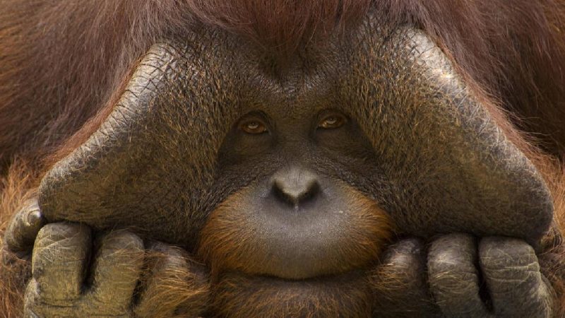 Descubre la lucha por la supervivencia de los orangutanes: una imagen impactante de la realidad de estos primates en peligro de extinción.