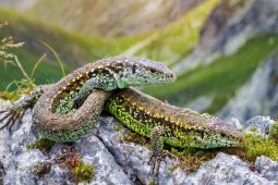 Descubre todo lo que debes saber sobre la reproducción de los reptiles en este apasionante artículo.
